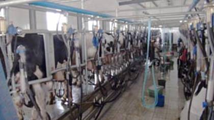 �F�����ĔD��܇�g