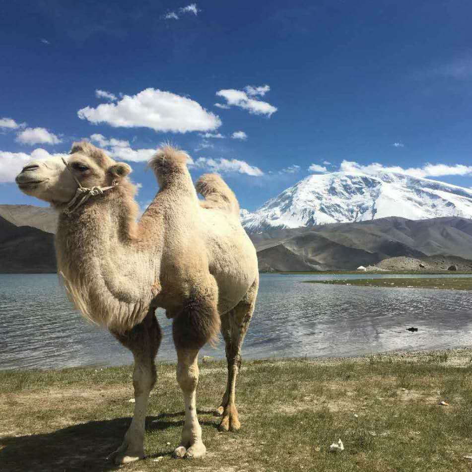 素材駱駝9.jpg 素材駱駝9.jpg