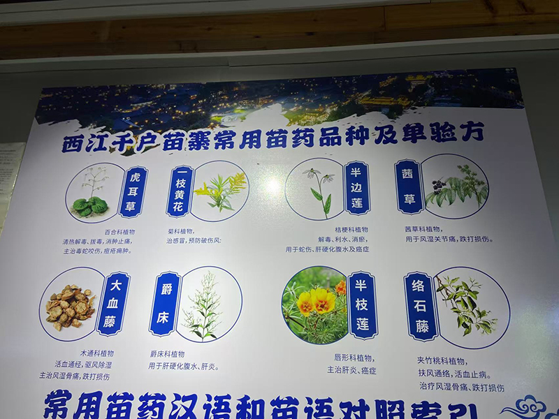 學習苗醫知識.jpg 學習苗醫知識.jpg